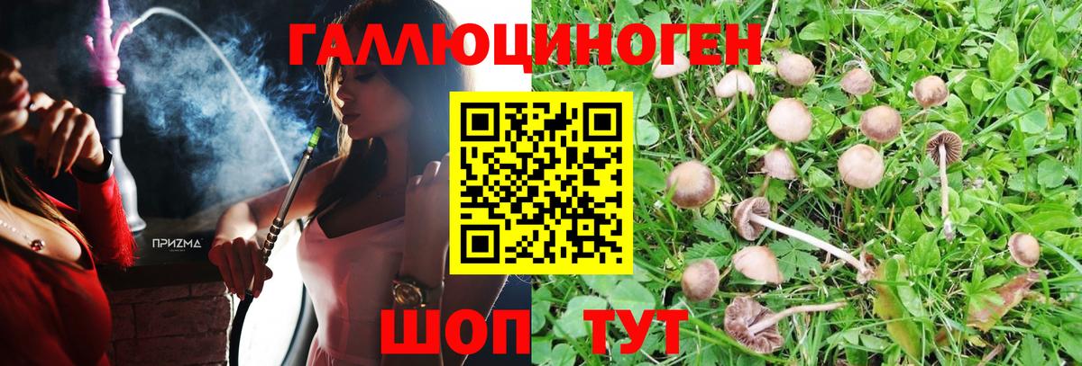 Михайловск  Галлюциногенные грибы Cubensis  Вход с VPN 